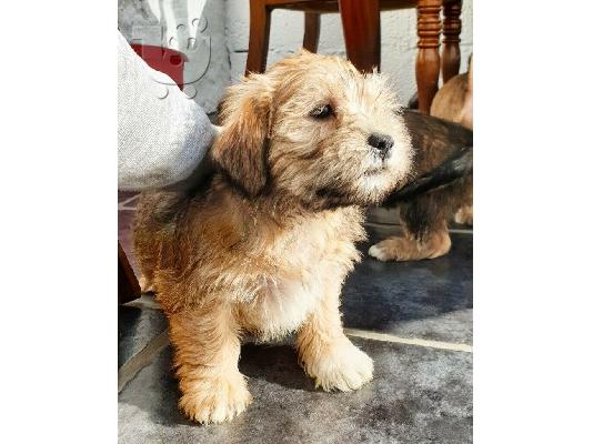 Shih tzu διασταύρωση μικροσκοπικά κουτάβια schnauzer